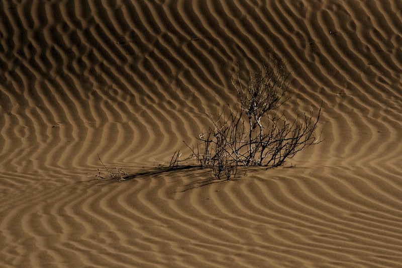 Desert Expedition