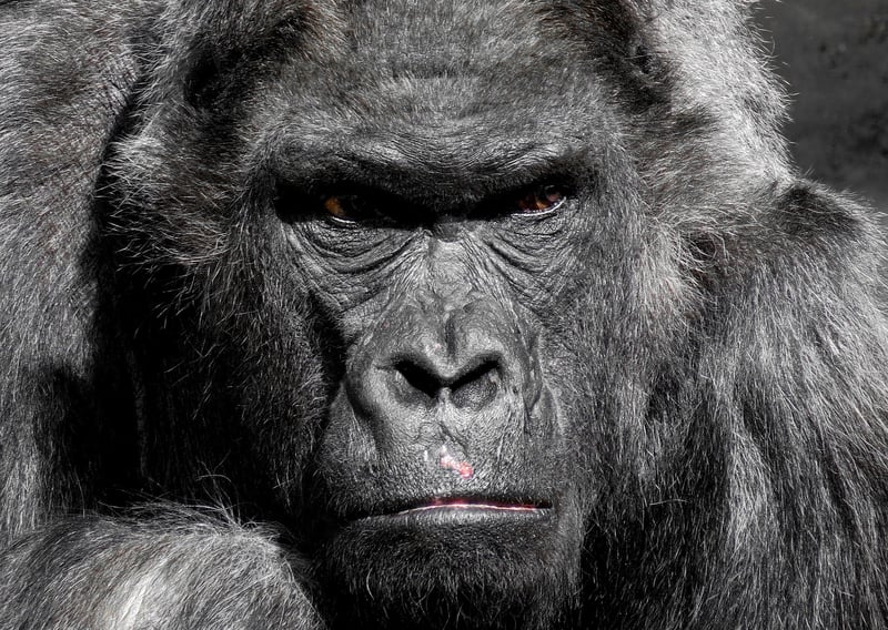 Gorilla Trekking