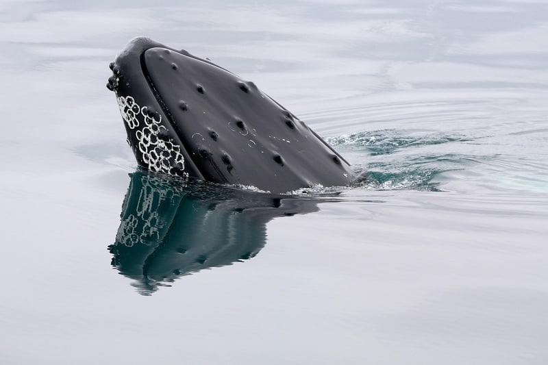 Whale Shark Encounter